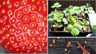 How to Grow Strawberries from Fruit Seeds