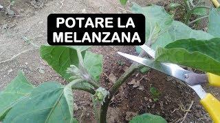 POTARE LA MELANZANA