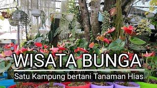 Wisata Bunga, Satu Kampung Bertani dan Jualan Tanaman Hias | omded jalan - jalan #79