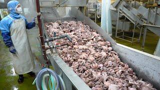 Giant Octopus!!! Process of processing 10 tons of octopus per day into frozen food in Japan.