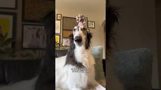 abby’s void day: honoring her top nine moments #borzoi #dogs #birthday #celebrate #shorts #bestof