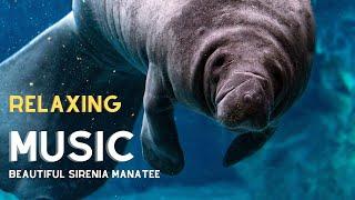 🟣 Beautiful Sirenia Manatee Land Mammals with [Relaxing Music] #manatees