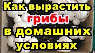 Как вырастить грибы в домашних условиях.