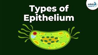 Types of Epithelial Tissue | Animal Tissues | Infinity Learn