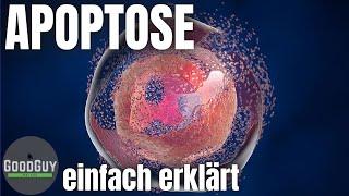 Apoptose-der programmierte Zelltod! einfach erklärt Enzyme Mitochondrien Zellschaden Nekrose!