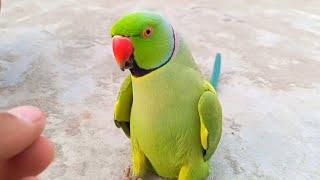 Cute Parrot Sounds Ka Video Ring neck