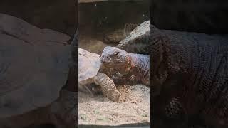 African Pancake Tortoise and Uromastyx #fortworthzoo