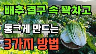 배추결구시기 속이 꽉찬 배추 만드는방법 배추 물주는 시간 간격 이때까지