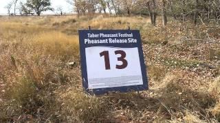 Let's Go Outdoors: Pheasant Hunting near Taber, Alberta