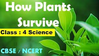 Class 4th SCIENCE |  How Plants Survive | CBSE / NCERT Syllabus | Adaptations in Plants