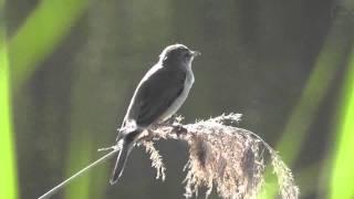 Great Reed Warbler, Drosselrohrsänger (Acrocephalus arundinaceus)