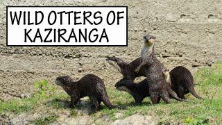 Otters In Action | Kaziranga | Smooth Coated Otters | Assam Wildlife | Wild Otters | Otters On Land