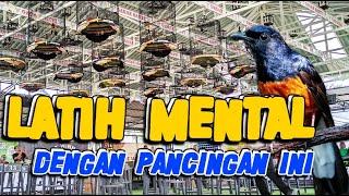 LATIH MENTAL DENGAN INISimulasi Lomba Murai Batu Super Gacor 