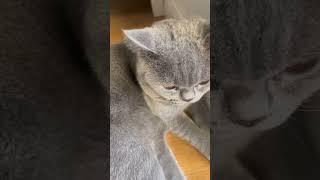 #catsvideo #cutecat #cute #shortsvideo #petlovers #foryou #catreaction #funnycats #cutecats