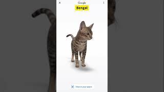 Macam-macam Ras Kucing Paling Populer Versi Google 3D