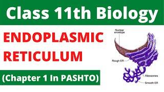 Class 11th biology, Enndoplasmic reticulum in pashto, cha 1| Home of biology