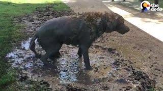 Lab Rolls In Mud Puddle