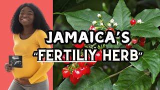 Jamaica's "female herb" for infertility + more / Earth's Medicine