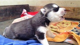 Puppies Learning to Howl - PART 4