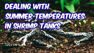 Dealing with Summer Temperatures in Shrimp Tanks