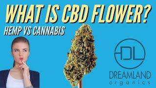 What is CBD Flower? | Hemp VS Cannabis | Dreamland Organics