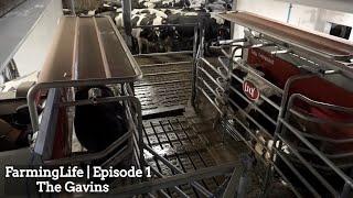 FarmingLife - The Gavins | Lely Robotic Milking