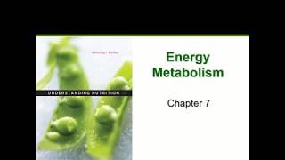 Metabolism (Chapter 7)