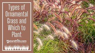 Types of Ornamental Grass and Which to Plant | NatureHills.com