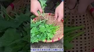 中草药：翅果菊—清热解毒、凉血利湿、活血止痛