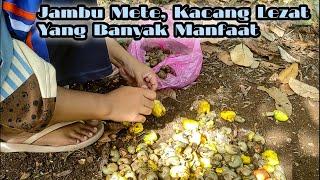 PANEN JAMBU METE  |  Kacang Lezat Yang Memiliki Segudang Manfaat