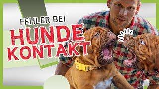 VERMEIDE diese FEHLER beim Hundekontakt! 