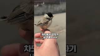 새 주워서 엄마 찾아주기 가능..? #Shorts