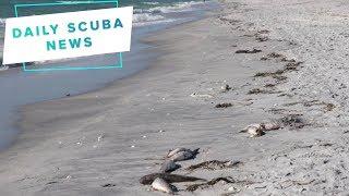 Daily Scuba News - Is Florida’s red tide finally disappearing?