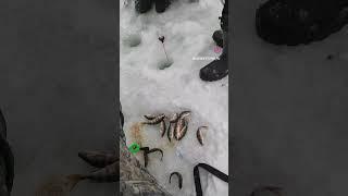 Лучшие напарники для рыбалки #рыбалка #рыбак #зимняяловлярыбы