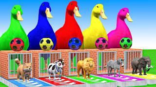 5 Giant Duck Cartoon,Cow,Elephant,Tiger,Lion,Dinosaur,Paint Wild Animals Crossing Fountain Animation