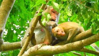 [CRYING JANNA] JANE MONKEY BITE ON JANANA FEEDING MILK JODY MONKEY @NewsBabyMonkey