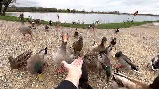 How Wild Geese And Ducks Behave To Human