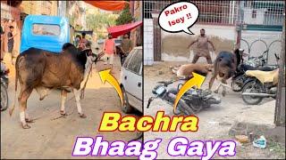 Ek Aur Khatarnak Bachra Qurbani Ke Waqt Bhaag Gaya, Purey Muhalley Ki Doren Lagwa Di (Part 1) 