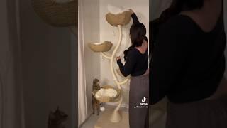The best cat tree out there #catshorts #cattree #catmom #catmomlife #cats #catowners #mau