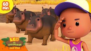 ¡Ejército de Hipopótamos!¡ | 60 Min | Leo, El Explorador | Animación