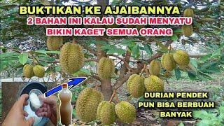 Campurkan 2 bahan ini !! di jamin buah durian langsung lebat terus menerus tidak berhenti