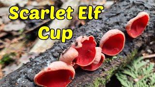 Scarlet Elf Cup