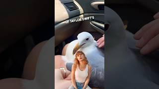 She interviewed the seagull from Taylor Swift’s 1989 album  #shorts #taylorswift