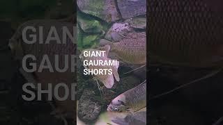 Giant Gaurami # Food Fish # Shorts # Fish #youtubeshorts