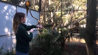 Enrichment For Parrots