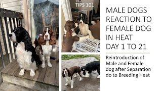 MALE DOGS REACTION TO FEMALE DOG IN HEAT Day 1 To 21 | Tips 101 | What to do