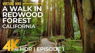 Hiking in Redwoods 4K HDR - Relaxing Forest Walk on Leiffer & Ellsworth Trail, California - Part 1