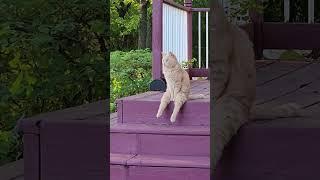 Funny fluffies / Funny moments with animals 2024 /№44 #ff #cats #dogs #pets