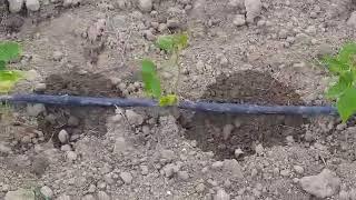 Water system