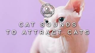 Attract Cats Like Crazy with These Cats Meowing Sounds! Cat Sounds to Attract Cats!